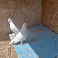 Germani reali e colombe bianche