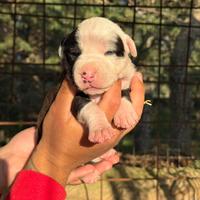 Cuccioli di pitbull