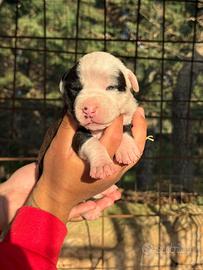 Cuccioli di pitbull