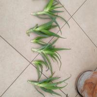 ALOE VERA FIGLI