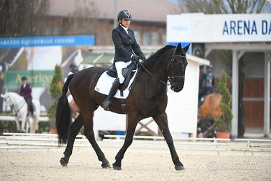 Cavallo San Frantellano morello