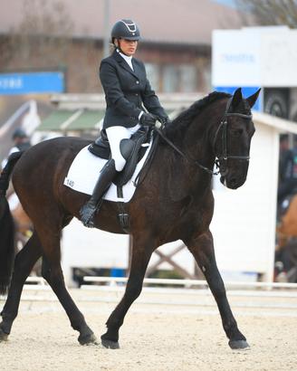 Cavallo San Frantellano morello