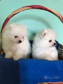Spitz di Pomerania