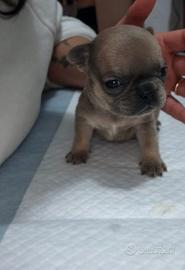Cucciolo bulldog francese 2 mesi