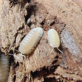 Isopodi esotici