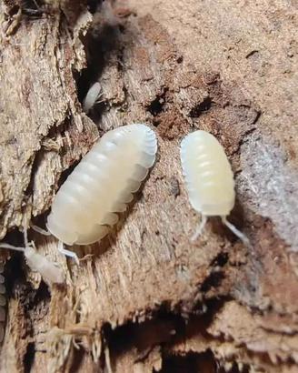 Isopodi esotici