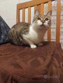 gattina 8 mesi sola al mondo. ADOZIONE