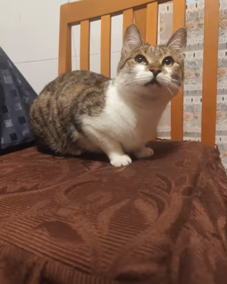 gattina 8 mesi sola al mondo. ADOZIONE