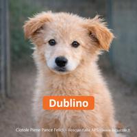 Adozioni cani e gatti - salva una vita