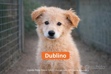 Adozioni cani e gatti - salva una vita