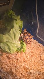 Tartarughe sulcata