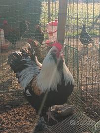 Gallo Faverolles