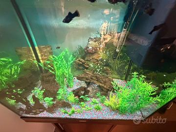 Acquario  juwel