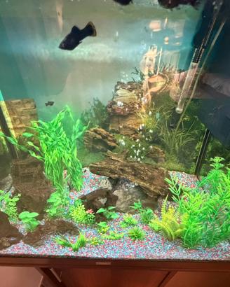 Acquario  juwel
