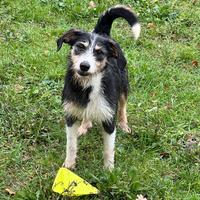 Spike baffone in adozione