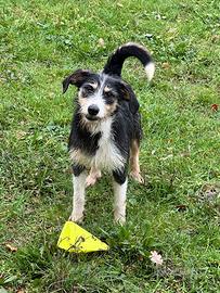 Spike baffone in adozione