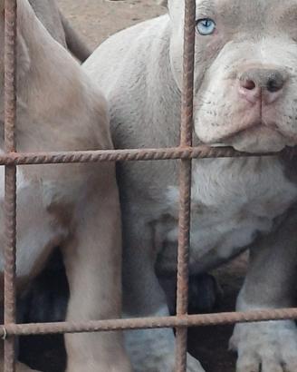 American bully