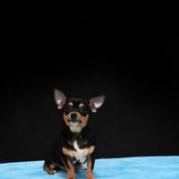 Cucciolo di chihuahua