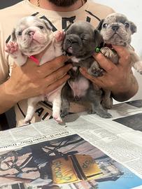 Buldog francese