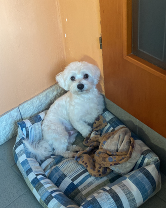 Maltese maschio per monta