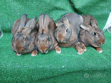 Conigli Leprini Viterbesi