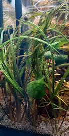 Piante per acquario