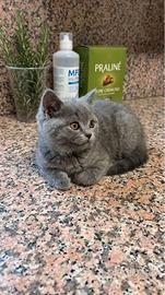 Gattini certosino