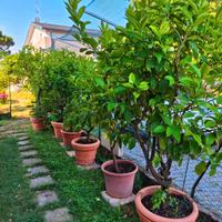 Pianta di limone