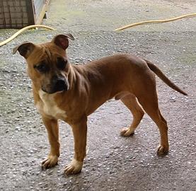 Cuccioli Amstaff