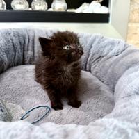 Gattino nero