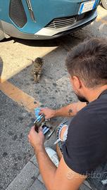 Gattino trovatello