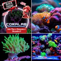 BLACKFRIDAY Coralli Invertebrati Acquario Marino