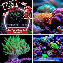 BLACKFRIDAY Coralli Invertebrati Acquario Marino