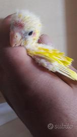 Dolci kakariki da imbecco