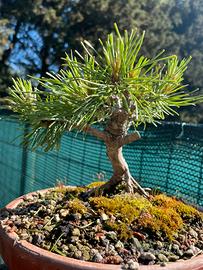 Pre bonsai shoin pino