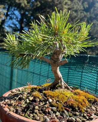 Pre bonsai shoin pino