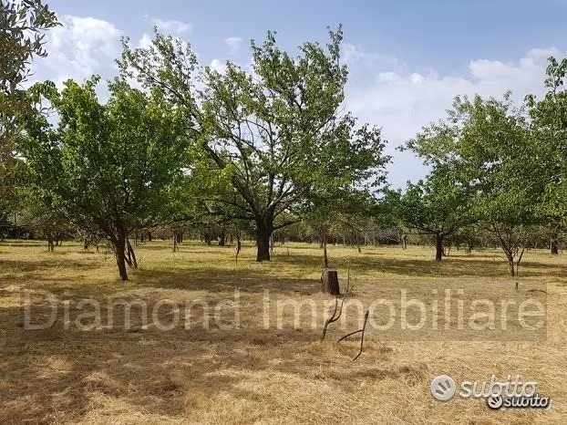 Terreno agricolo pianeggiante a Piedimonte Etneo - Altro