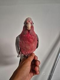 Cacatua rosecapilla allevata a mano