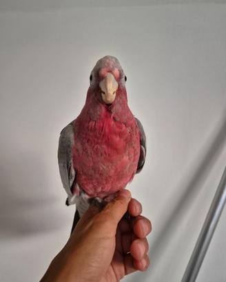 Cacatua rosecapilla allevata a mano