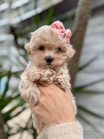 Maltipoo
