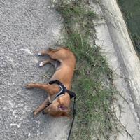 Cane Pincher Chiuaha