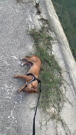 Cane Pincher Chiuaha