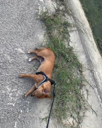 Cane Pincher Chiuaha