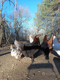 Galline uova colorate