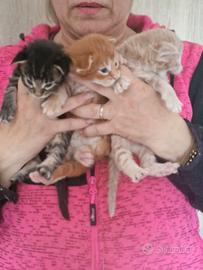 Cuccioli di Gattini Maine Coon - Con Pedigree