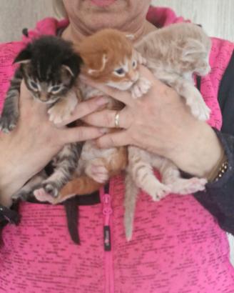 Cuccioli di Gattini Maine Coon - Con Pedigree