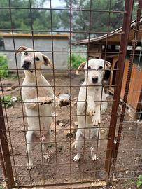 Cuccioli simil segugi cretesi