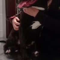 Staffordshire bull terrier