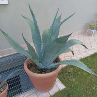 pianta di agave