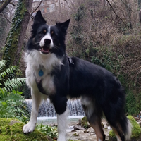 Border collie con pedigree desidera fidanzata